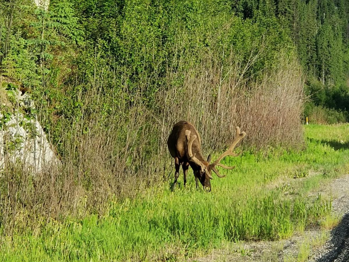 Rocky Inn Valemount Εξωτερικό φωτογραφία